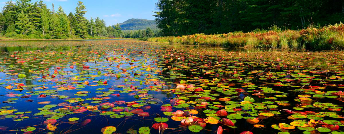 Little-Tupper-Lake-outlet-lily-pads-panorama_1200px2.jpg