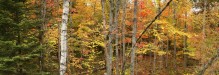 Adirondack Autumn Forest