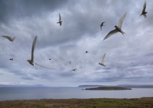 Arctic Terns circling overhead
