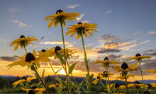 wildflowers against a summer sunset sky on the Adirondack Loj Road fields