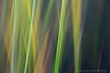 Connery Pond grasses abstract motion blur