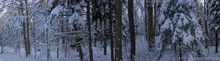 Debar Mt,Debar Mt Trail,snowmobile trail,snowy woods,forest,snowy forest,Debar Mt snowy forest,Adirondack forest