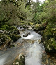 Fiordland Nat'l Park rainforest stream