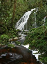 Fiordland Nat'l Park Rainforest Cascade