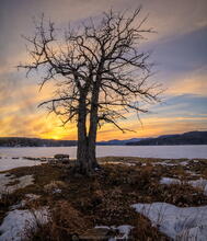 Great Sacandaga Lake northeast arm in late winter with a double trunk maple