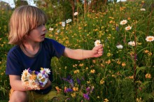 Little Boy Picking Wild Daisies in Field