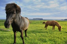 Curious Icelandic horses near Dyroley