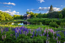 John Brown Farm state historic site barn with lupines
