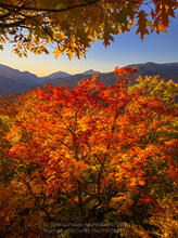 Keene Valley, Round Mt and Noonmark peaking through brilliant backlit oak and maple fall foliage