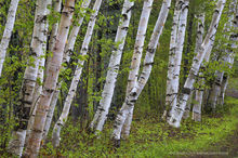 Lake Durant white birches on wet spring day