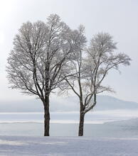 Lake George near Diamond Point winter frosted maples