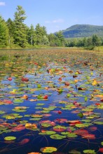 Little Tupper Lake Outlet Lily Pads