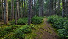 Van Ho Ski Trail through planted pine forests, near the Adirondack Loj