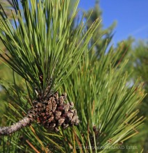 Red Pine cone and needles from treetop