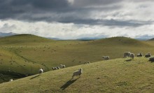 Sheep Pastures in central North Island