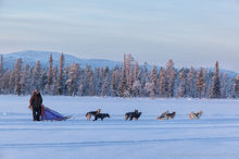 Dogsledding near Kiruna, Sweden