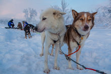 Sled dogs take a break near Kiruna, Sweden