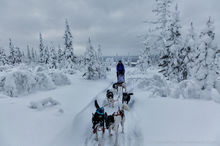 Dogsledding through the forest near Kiruna, Sweden