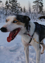 A sled dog taking a break near Kiruna, Sweden