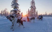 Sled dogs barking in the snowy forest