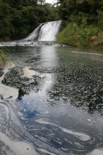 Te Urewera Nat'l Park waterfall