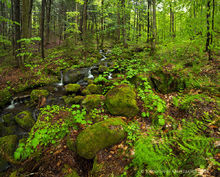 Rainy spring forest stream near Hope Falls, southern Adirondacks