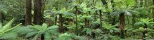 Whirinaki Forest Park Giant Tree Ferns