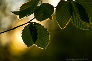 Buck Mt spring forest beech leaves sun sillouette
