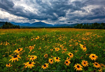 Adirondack Loj Road wildflower fields with lifting rain clouds on the High Peaks