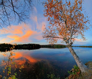 Adirondack Lake shoreline white birch