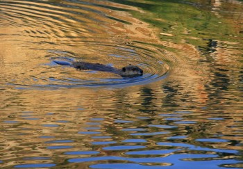 Beaver in Holly Lake, Grand Teton NP