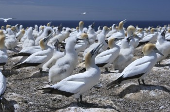 Gannet Colony, Cape Kidnappers
