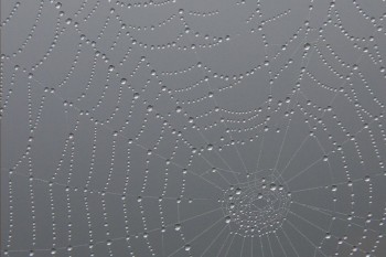 Dew drops on spider web over Sixth Lake