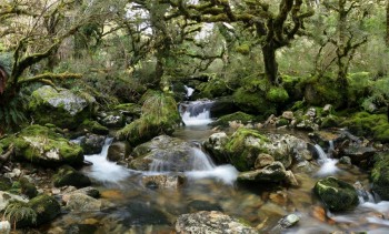 Fiordland Nat'l Park Rainforest Stream