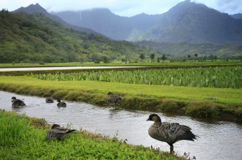 Nene geese in taro fields Hanalei Valley
