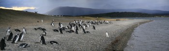 Magellanic Penguin Colony