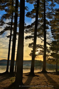 Lake Eaton Campsite Pines sillouette