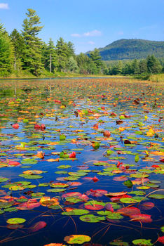 Little Tupper Lake Outlet Lily Pads, w Buck Mt