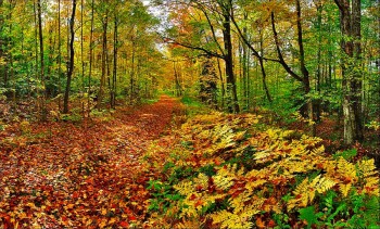 Logging Road near Lake Eaton in Autumn