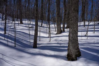 Marcy Dam trail scene of hardwood forest in late winter