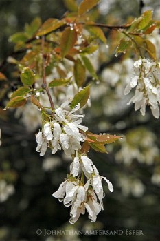 Rainy April tree blossoms near Newcomb