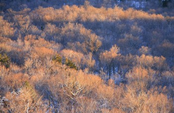 Maple Forest in Winter on Owls Head Mt