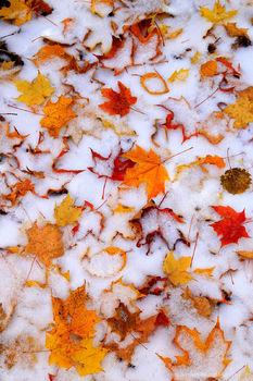 Snow Mt dusting of snow on autumn maple leaves