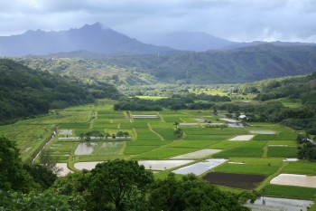 Taro fields in the Hanalei Valley