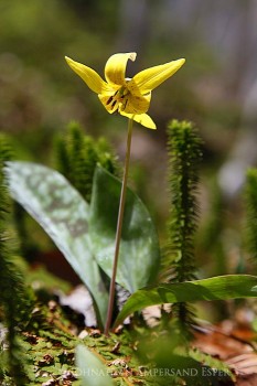 Trout lily wildflower along T Lake trail