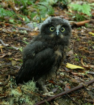 Whirinaki Forest Park, baby owl