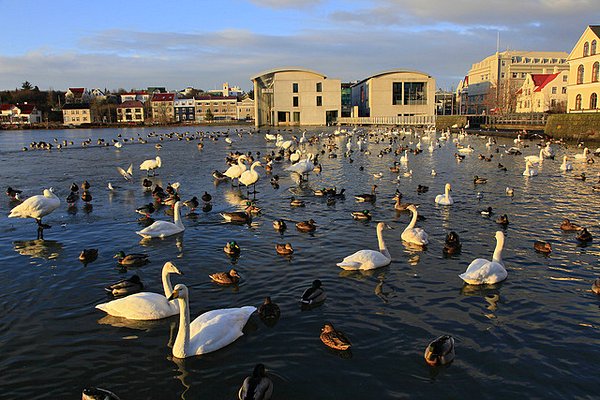 Reykjavik city pond filled with ducks with the City Hall behind, Iceland