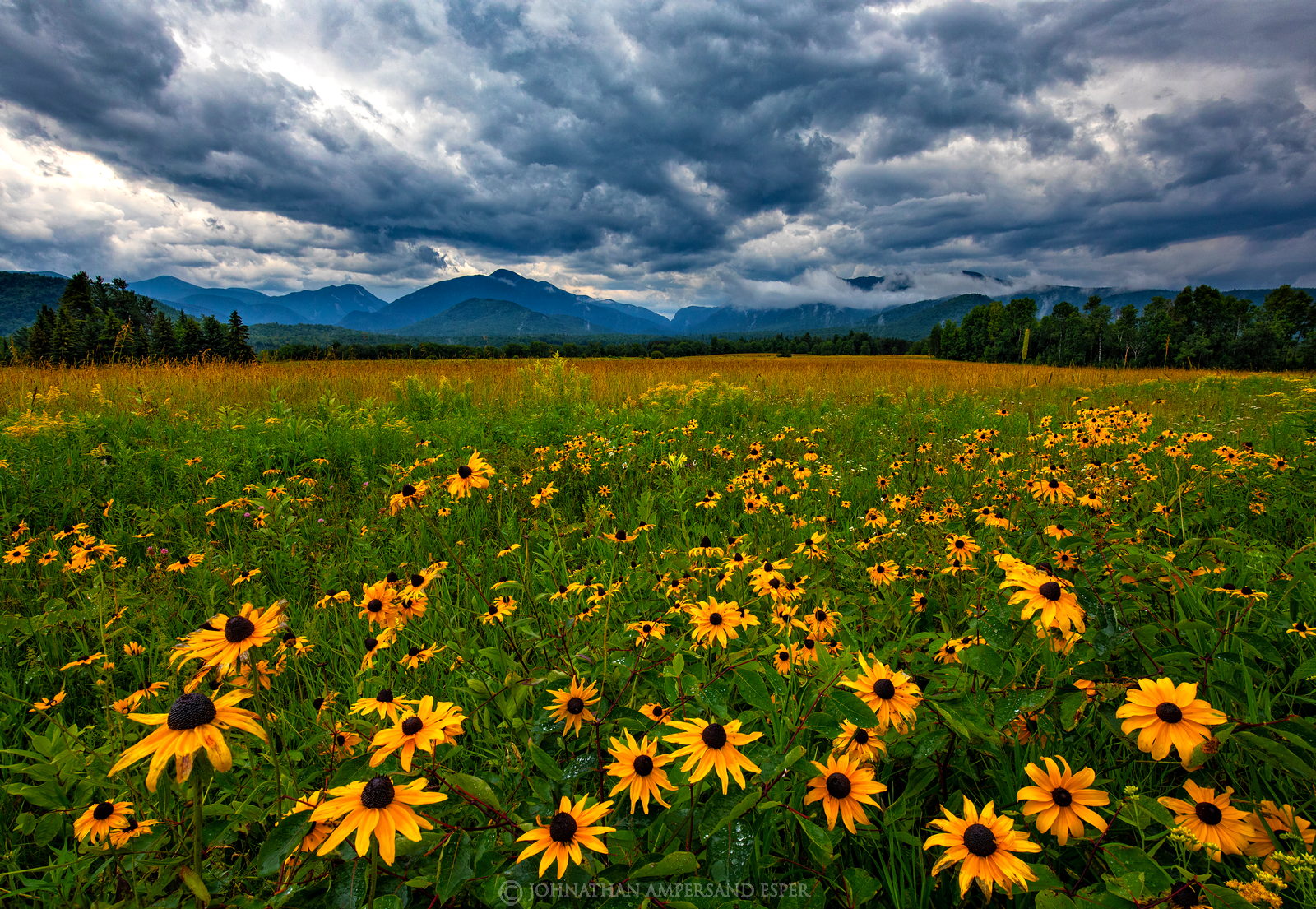 Adirondack Loj Road,Adirondack Loj Rd, wildflowers,wildflower fields, fields, summer,black eyed susans,2017,stormclouds,High...