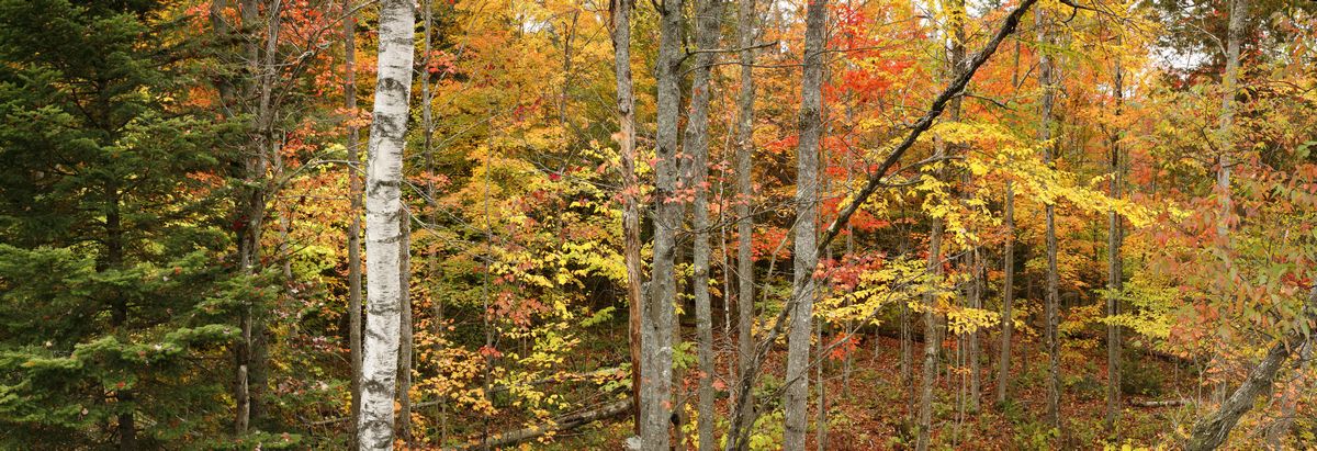 Adirondack, autumn, forest, foliage, colored, leaves, maple, red, yellow, fall, colorful, Adirondack Park, seasons
