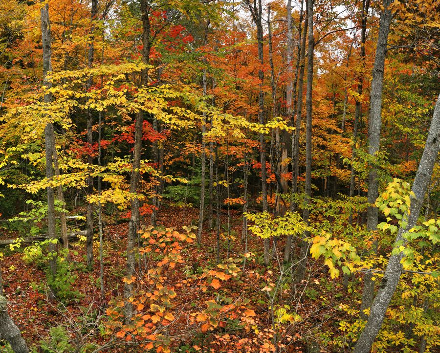 Adirondack Autumn forest